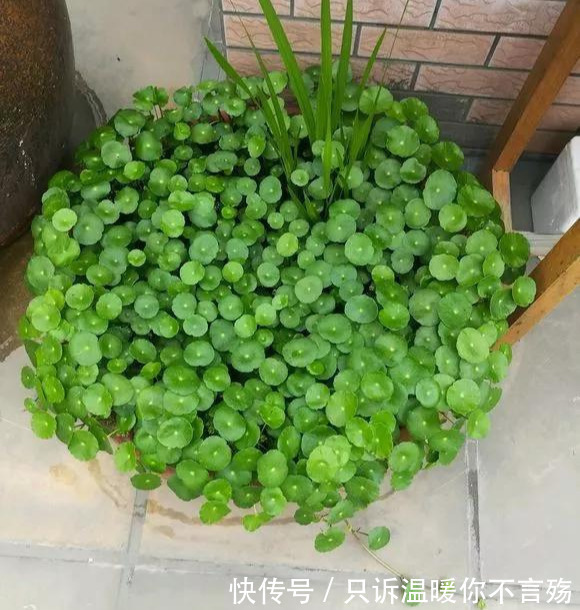 钱多多|养花技巧铜钱草养在这,7天就爆盆,叶子长成巴掌大!