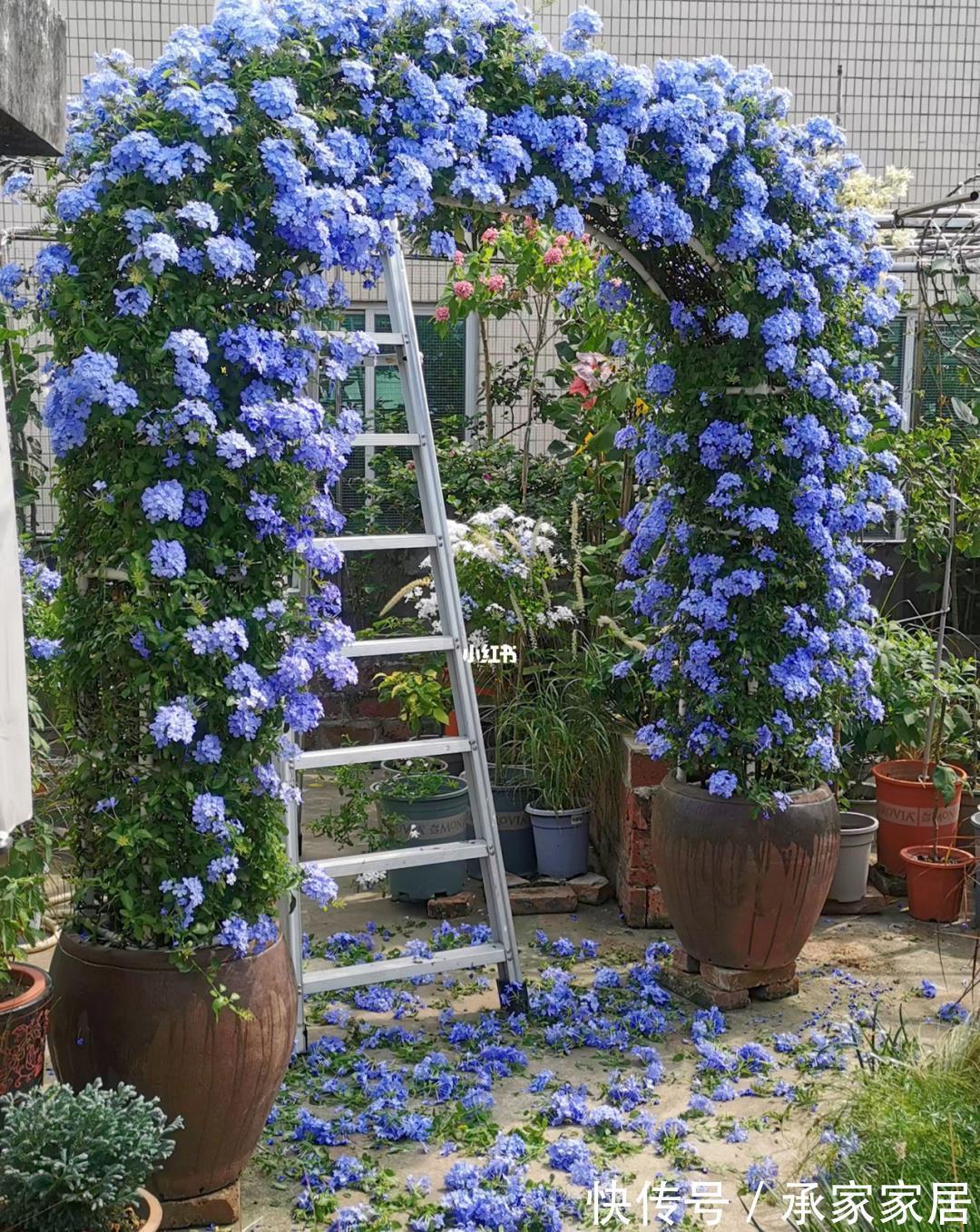 太阳花|8月中旬,养花首选这5种,爱开花不说,关键是好养