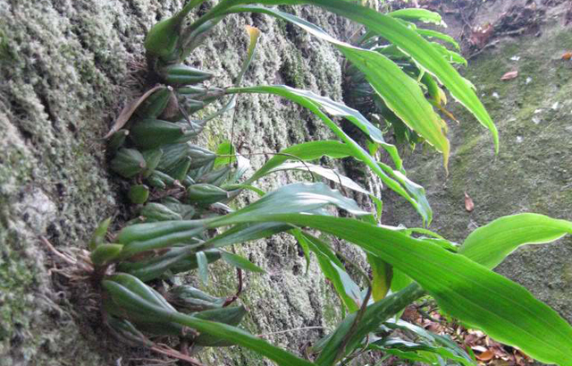 野果|石头上生长的野果,100元一斤可用来煲汤,野外遇到就赚到了