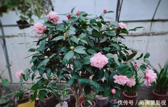 养花就用这些东西“密制”花肥,不花一分钱,还好用不烧根