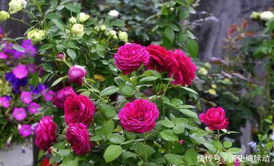 家门口别空着,种上4种花,开出一片花海,芳香四溢!