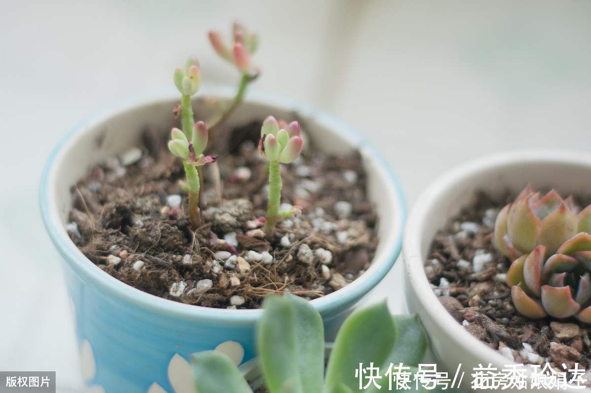 多肉多晒晒太阳，生长健壮，预防徒长不生病，养出一盆漂亮的多肉