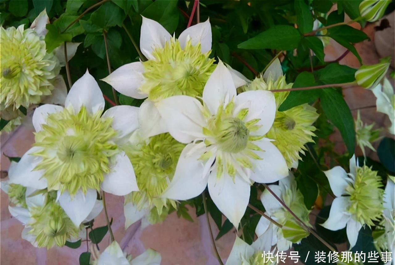 想要打造“高级”花园,春天种上“4种花”,颜值高,爱开花