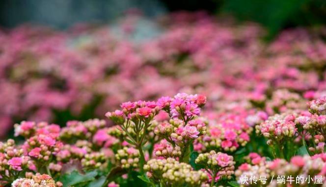 花苞|此3种花剃头正当时,现在剃的好,秋冬开花早