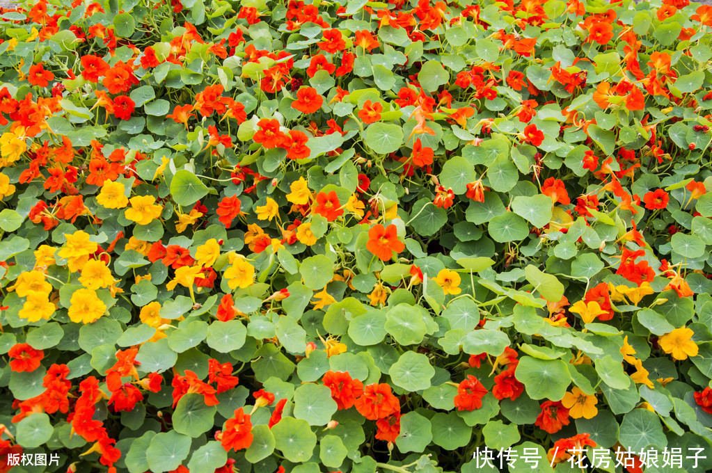 缠绕攀援的旱金莲四季开花,叶像碗莲,花如群蝶飞舞,满屋飘香