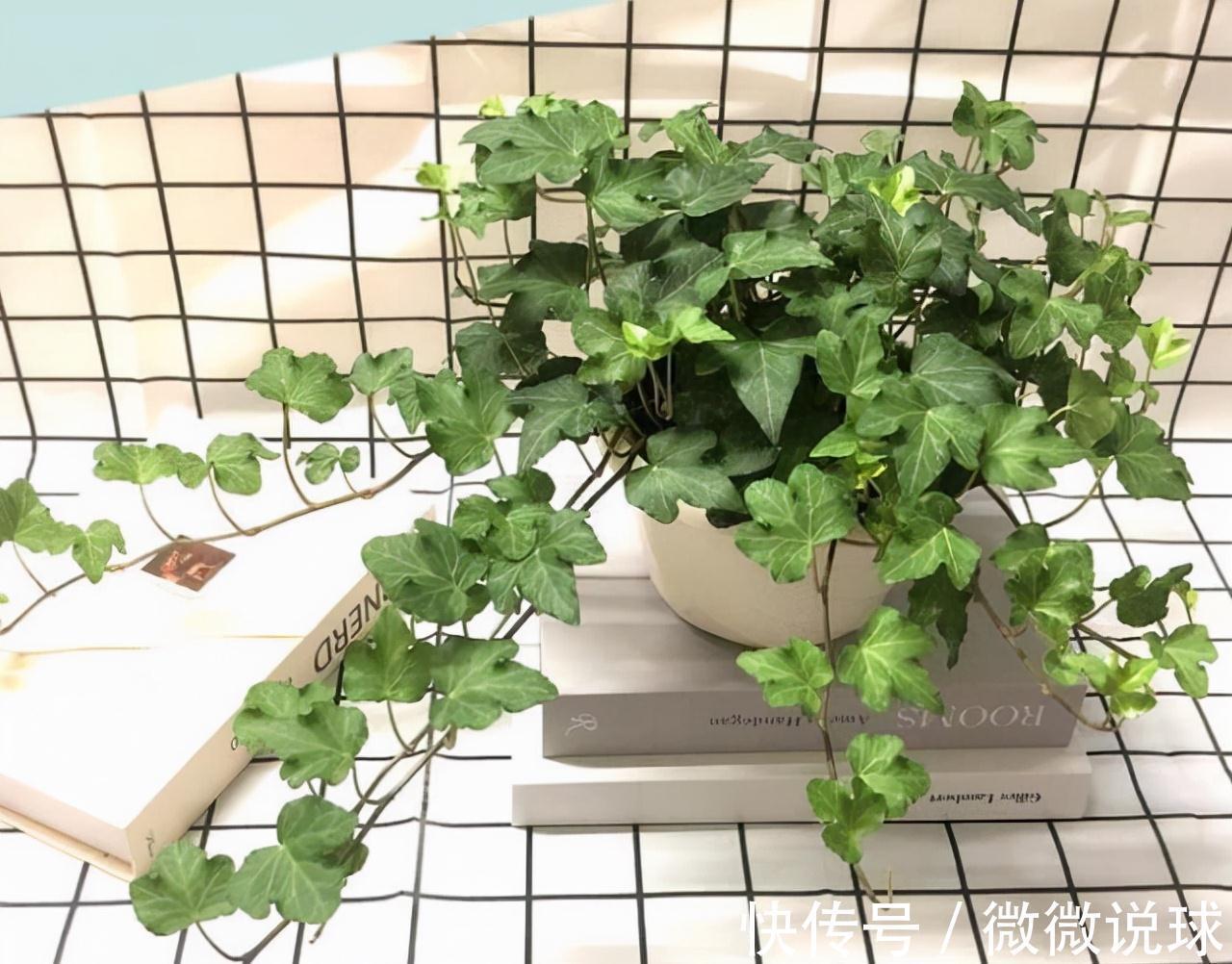 农历九月十八霜降后，养什么花？家里养3种花，福禄欢喜快快乐乐