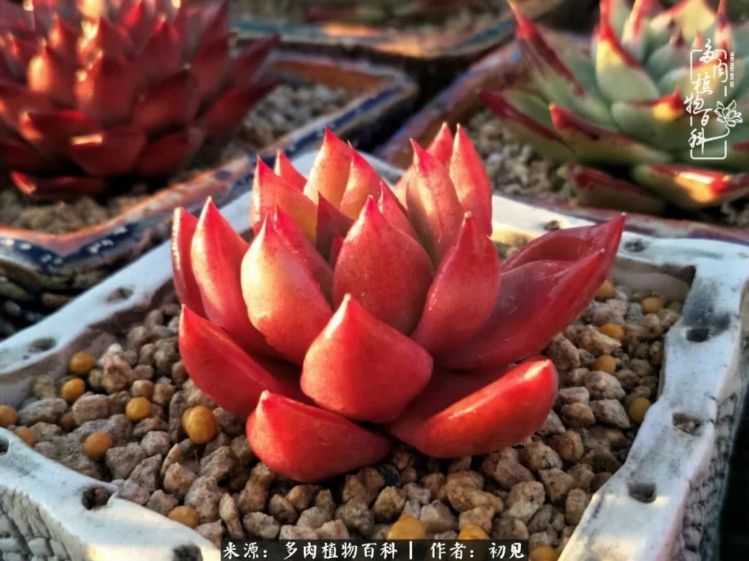 养多肉四周年，从初见到爱恋！幸福一直藏在浅薄的日子里！