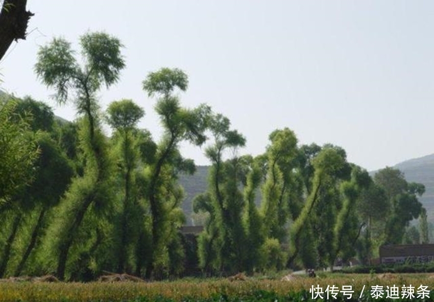 百姓|左宗棠行军打仗立一规矩,士兵沿途要播种,现如今百姓都心存感恩