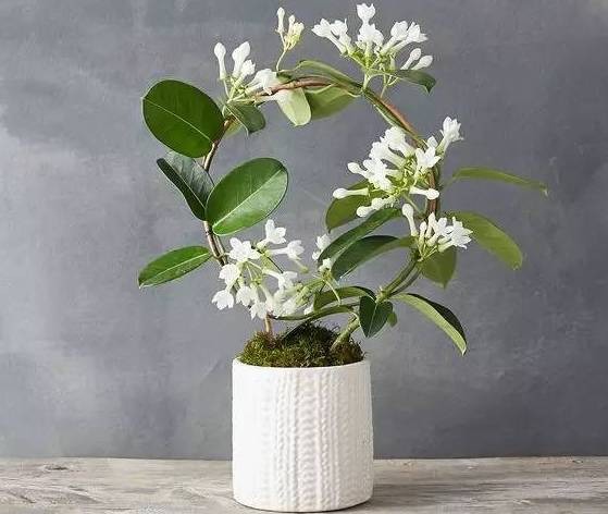 王阿姨这么养茉莉花，花更美，味更香，邻居纷纷来取经！