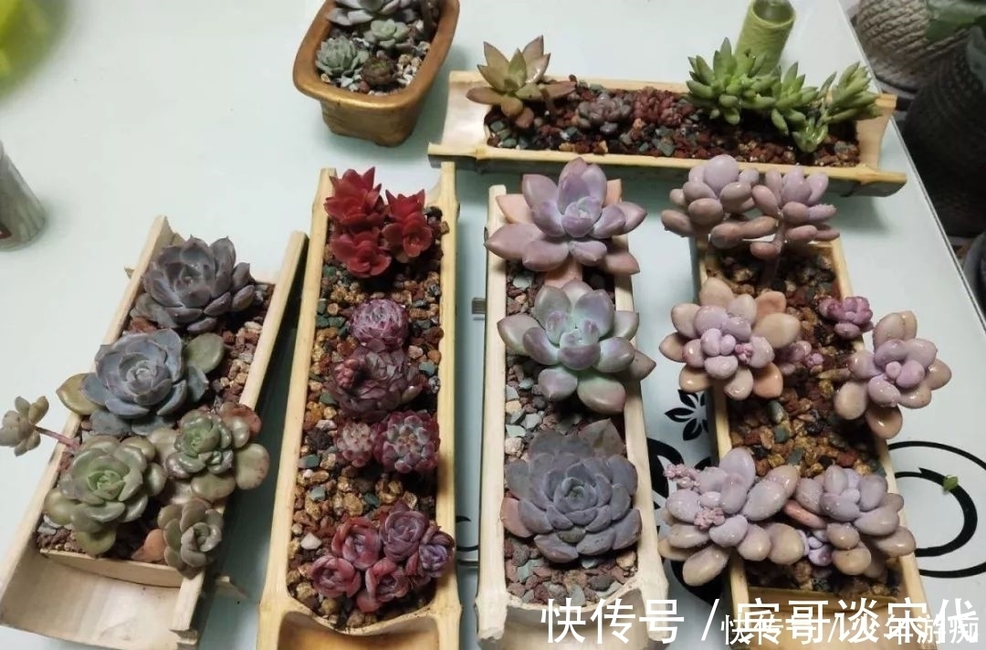 花园|养花技巧:客厅养一堆便宜花,一年四季开不停,没钱也能变花园!