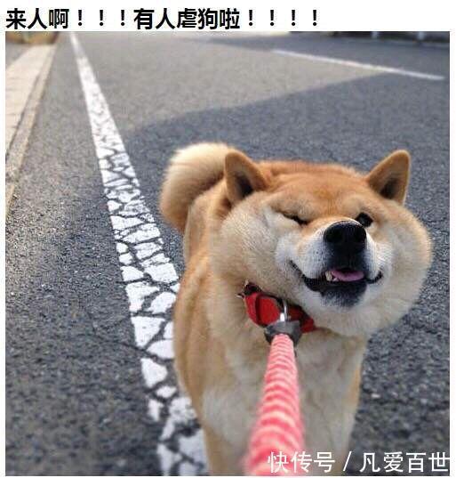 |搞笑笑话,动图:这是什么迷惑行为?