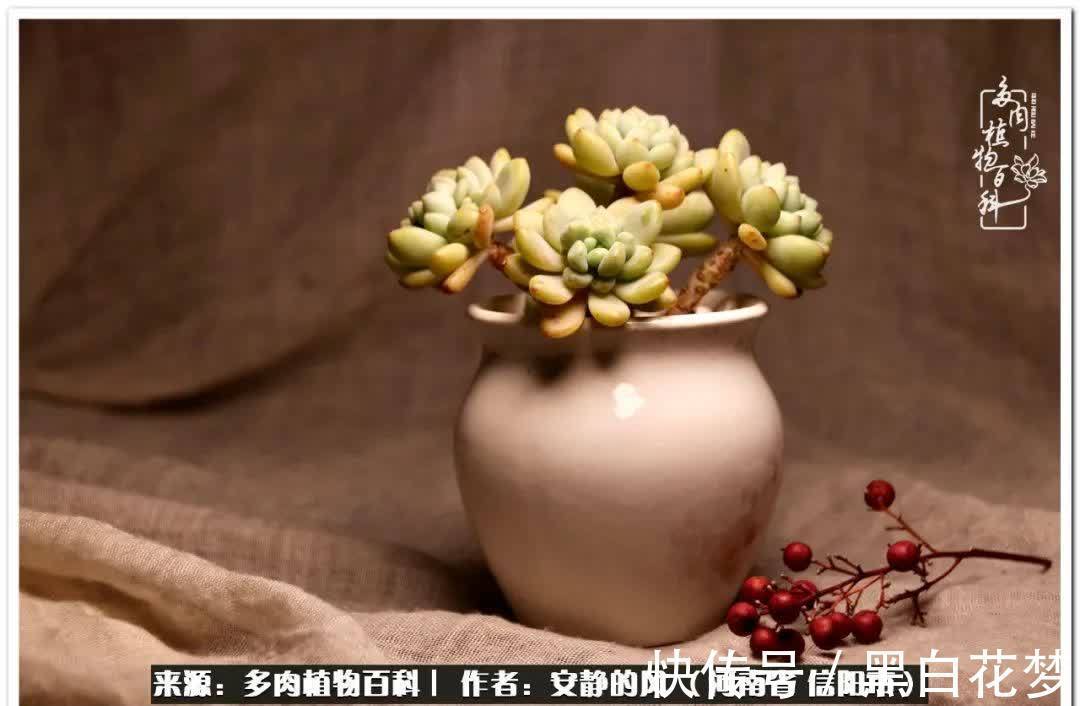 阳台多肉党的幸福生活!