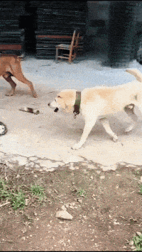 |搞笑GIF段子:老板,你是不是对可爱的皮卡丘有什么误解?