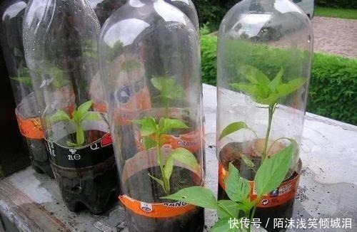 塑料瓶|你扔掉的塑料瓶我用来养花，生根快，开花多，别有一番风味！