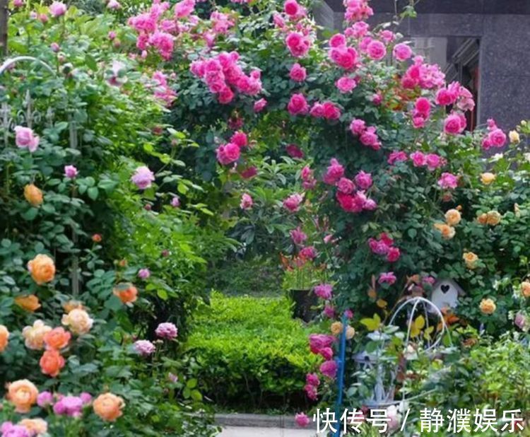 4种花是开花机器，一次开花200朵，花香易打理，养在客厅美极了