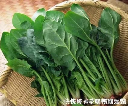 口感|买菠菜,“圆叶”“尖叶”要分清,区别很大,买错不好吃还浪费钱