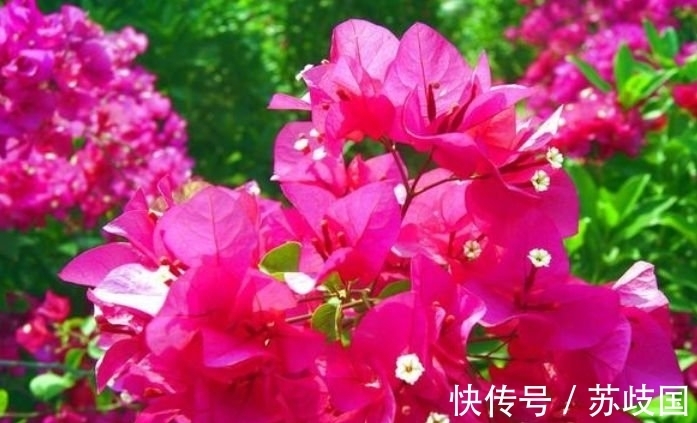 阳台养花就选“4种”,个个好养、开爆盆,花色艳丽灿烂无双