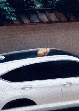 |搞笑GIF段子:这样的骑士小姐姐,我也想做她男朋友