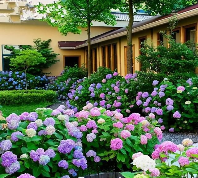 月季花|家里有庭院的,适合养这四种花,开花大又好看