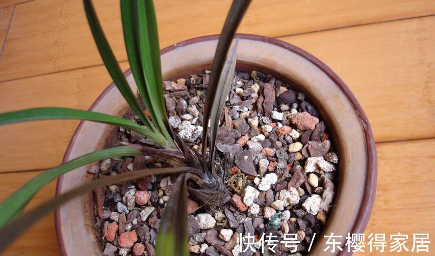 养护|夏季兰花多发软腐病?不用困扰!用它就能马上搞定