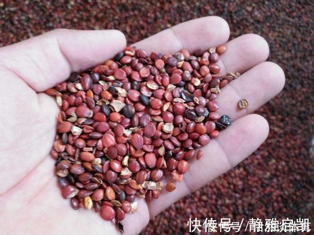 睡眠|中医把这种食物称为“东方睡果”,让你睡眠好不打呼噜,安心养神