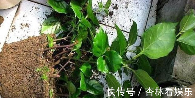 施肥|还在用花肥养花盆里加“几粒它”,3个月不用施肥,叶绿花旺