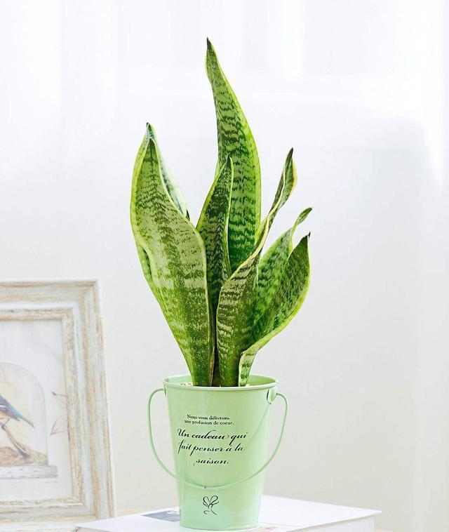 虎皮|养了两三年虎皮兰不长芽,找到爆盆机关,立马不一样