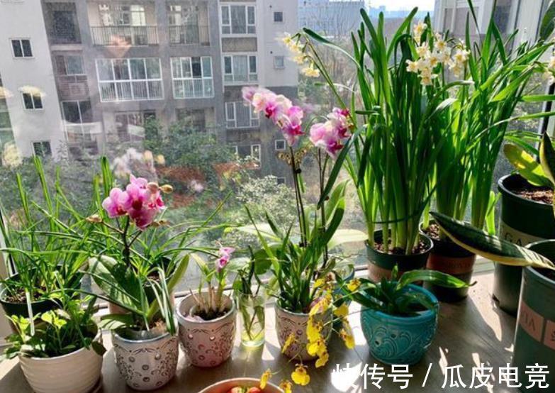 养花常见的5个误区，难怪花花养一盆死一盆，你中了几招？