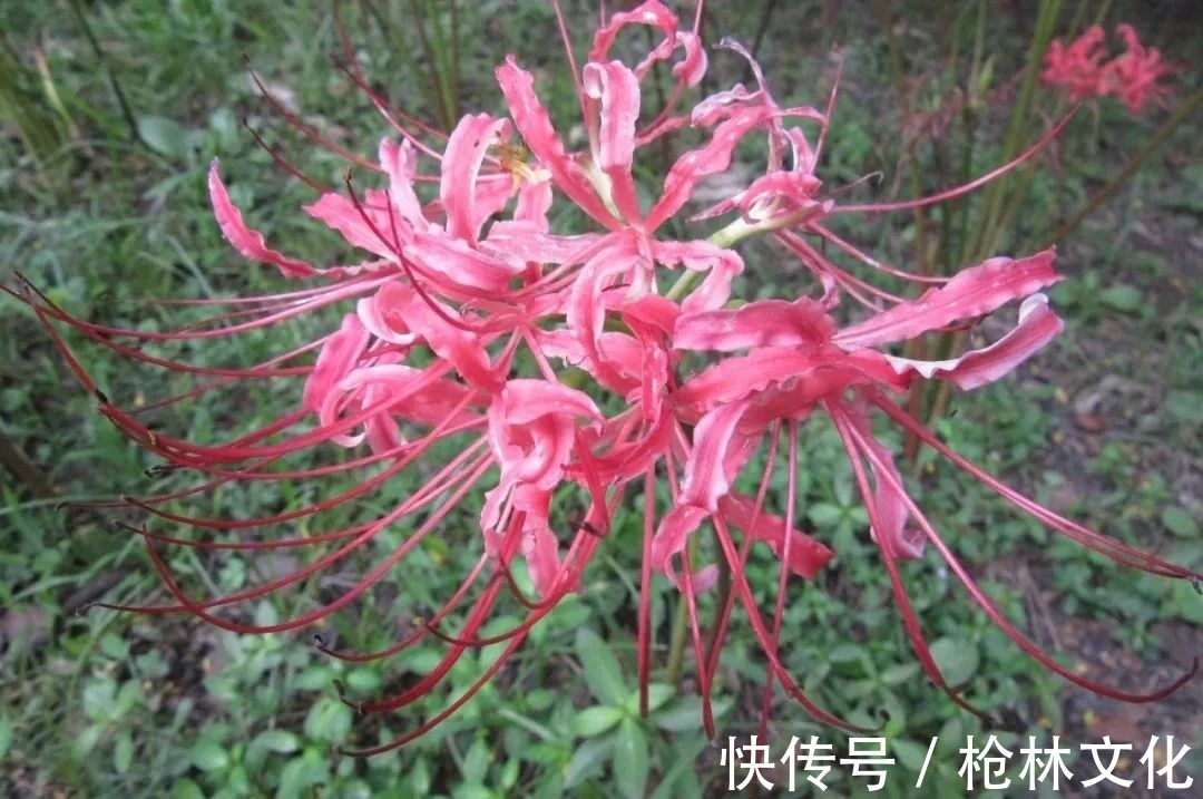 石蒜属“姐妹花”被错认，它到底是不是彼岸花