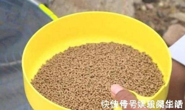 钓阳|冬天一冷,鱼就不好钓,庆幸我有百试百灵的套路,每次钓完特过瘾