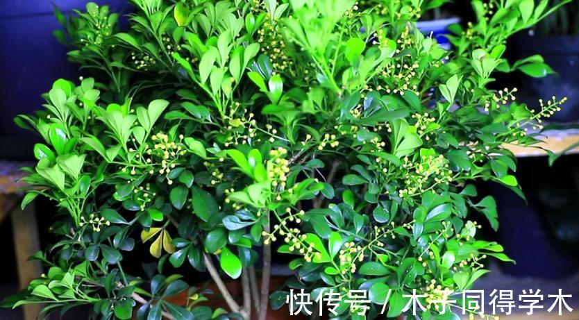 花友们|这4点打理好，阳台盆栽米兰，小小黄花一年四季挂满枝头