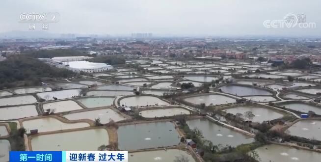 广东佛山：坐花船游古村 逛集市品美食 节日气氛浓|迎新春 过大年 | 古村