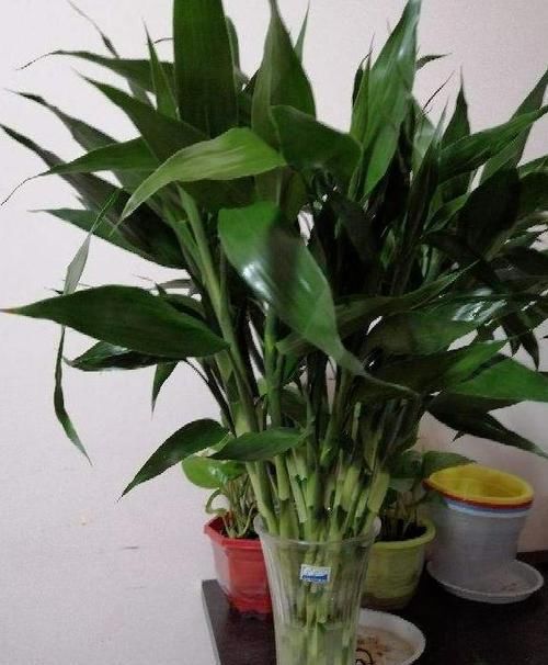 北阳台光线较差，怎么盆栽植物？5款“耐阴花”，没问题！