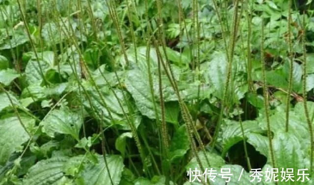 农村|杂草中的一种草,被称为“救命草”20年前当菜吃,如今有价无市!