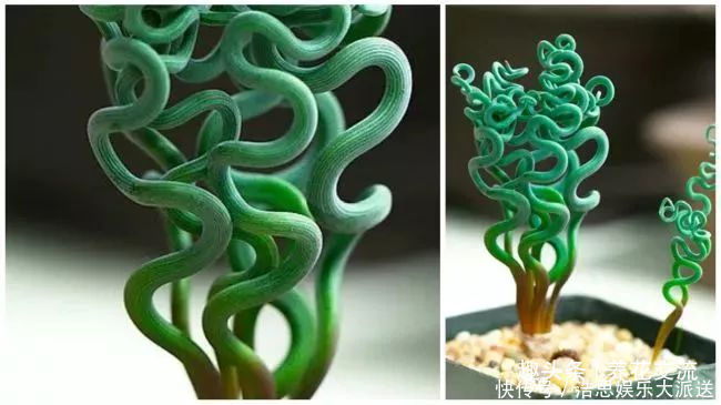 盆栽|10种长相很怪异的盆栽植物,都很适合养在花盆里