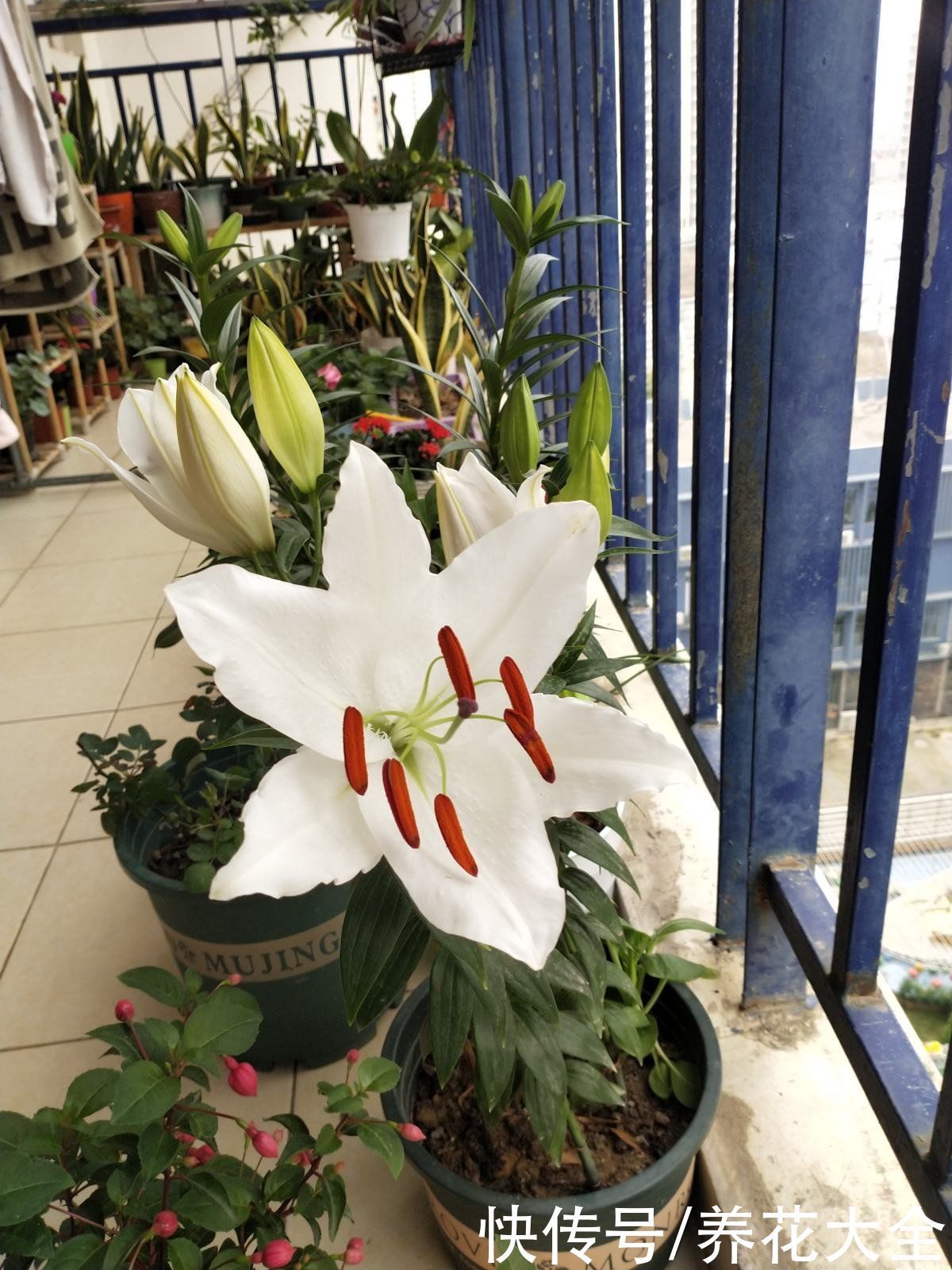 花友|3个养花坏习惯,要赶紧改掉,不然花养得再多也养不好