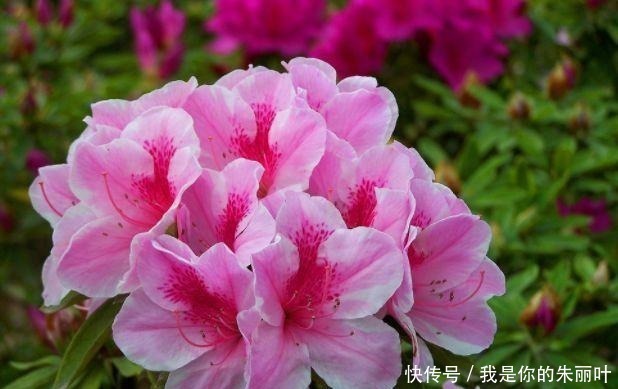 杜鹃花|5种花是花卉中的佼佼者,花朵一开就是200天,拦都拦不住