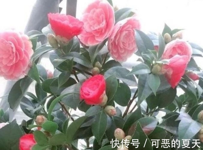 山茶花|养这几朵花，花香浓郁，花期长，开花芳香四溢，花朵稠密惹眼