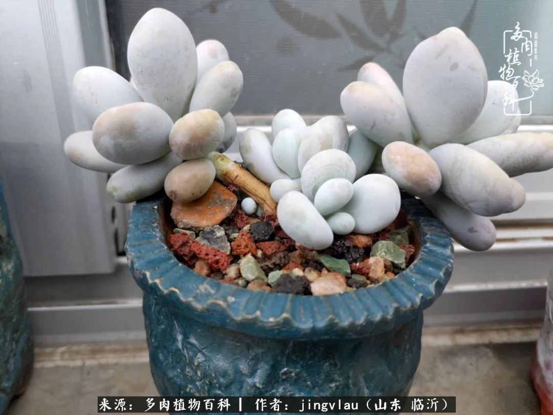 花月|多肉露养度夏,没遮阳没遮雨,有惊无险!