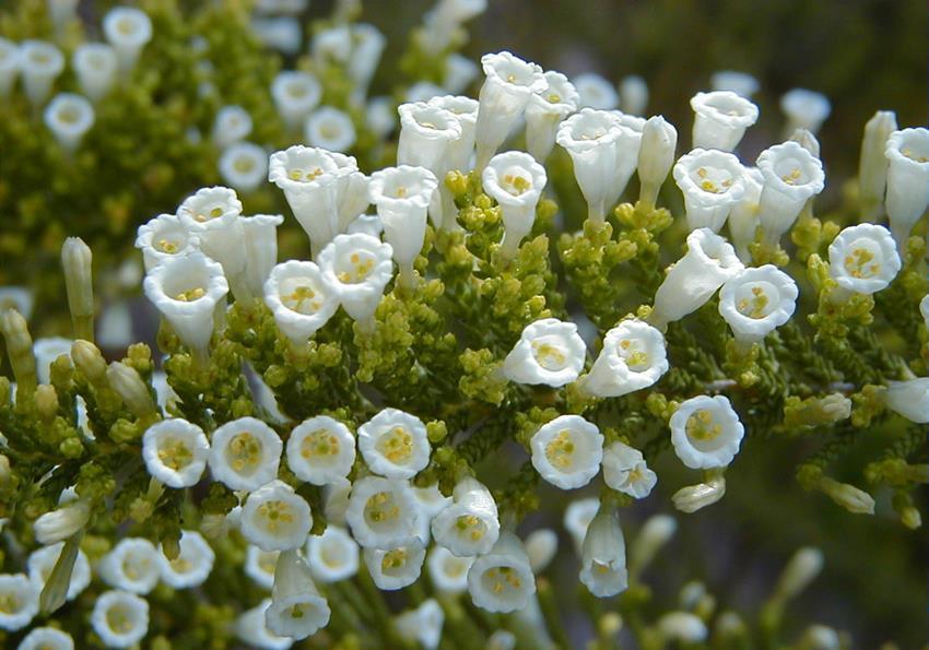 盘点小众年宵花,这6种很少有人知道,你家里养过吗?