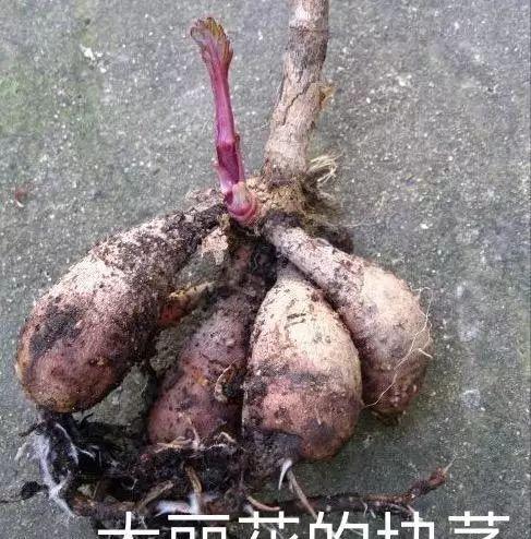 仙客来|想要养好球根花卉,这4点要注意,赶紧学起来,每年都可以开花