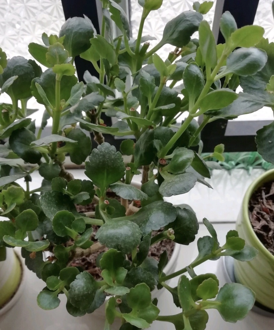 粗壮|长寿花越养“越瘦”怎么办教你3字口诀,1年变老桩,开成花球