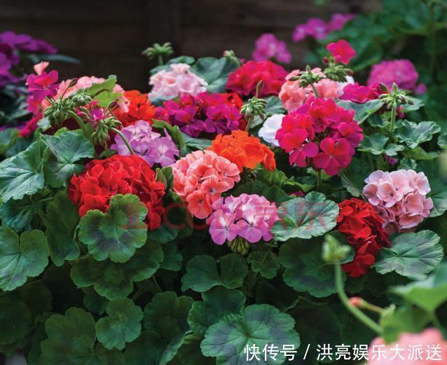 花盆|养花盆土生“白毛”,不要急!只需“必备”几点,白毛自然消失