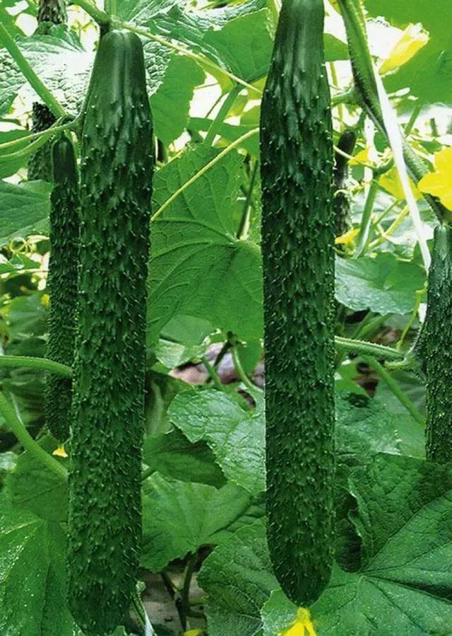 土豆减肥法|一周瘦十斤的减肥食谱，吃到饱，瘦到脱相