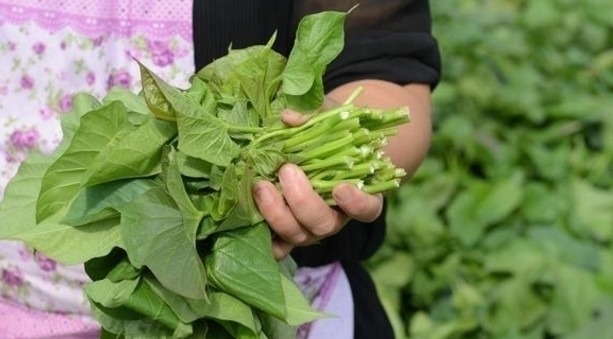 喂猪|这种被誉为蔬菜皇后!以前用来喂猪,农村遍地都是,你吃过吗