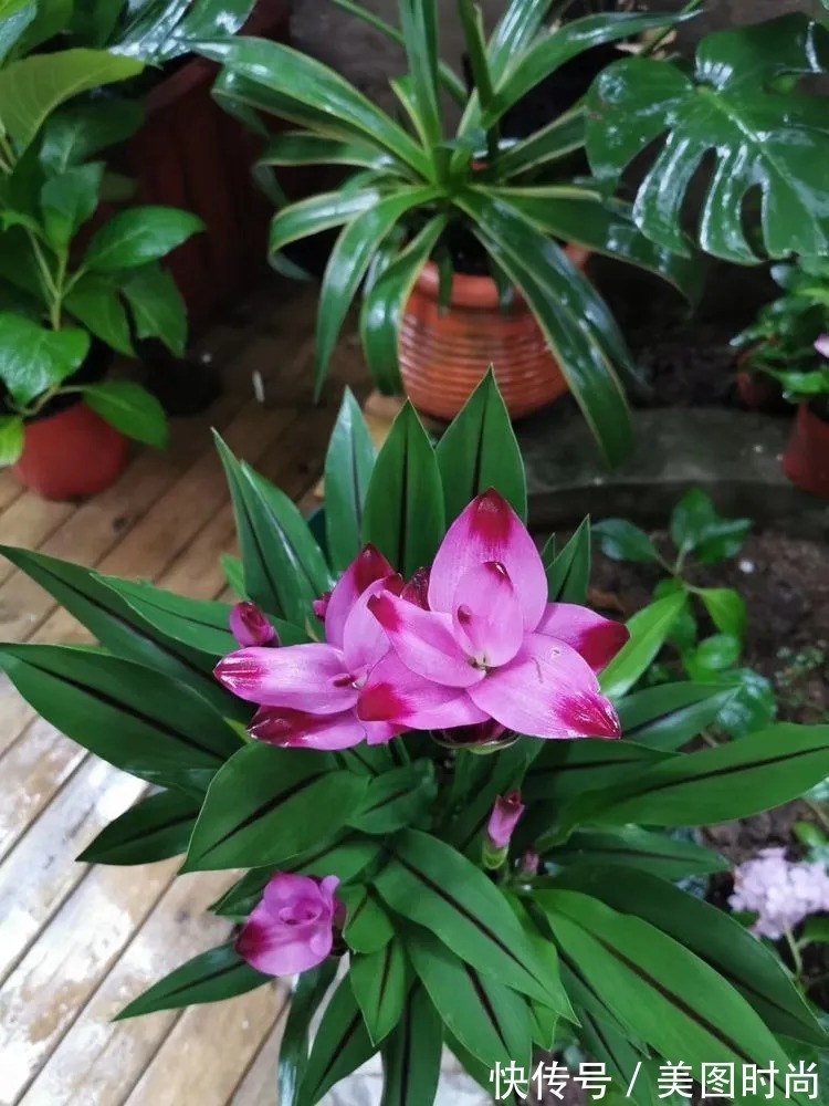 薇月|四年前，接手了朋友带120㎡院子的房子，打造成花园后朋友羡慕了