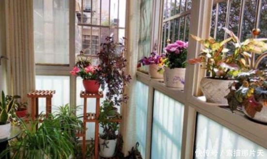 啤酒肥|家中有“它们”不要扔,将它们一处理,养花再不缺化肥、花土了