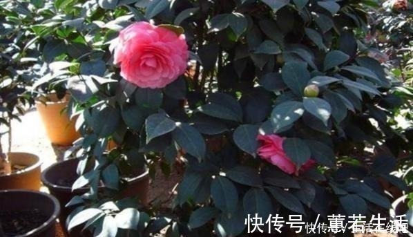 松针和松针土仅一字之差,但作用却完全不同,能不能养茶花全靠它!