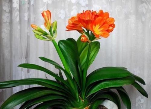 开花|立春后该如何养护君子兰盆栽将3点做到位,叶绿根壮开花旺