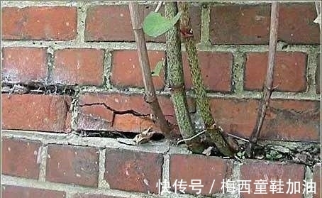 一件小事|房前屋后看见这草,赶紧连根除掉,要不然有大麻烦!